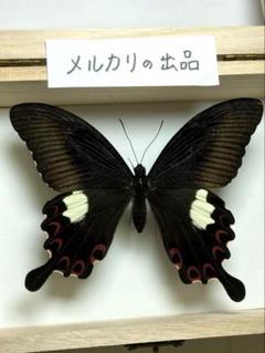 【中古】 日陰蝶/シリカ編集部/名取いさと 宮城の蝶；71種の蝶で綴る宮城の自然