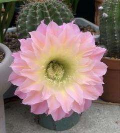 貴重実生品種‼️新種花サボテン‼️No.8カキコ一個 - メルカリ