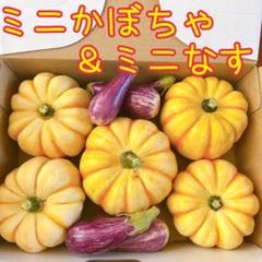 2025年最新】プッチーニ かぼちゃの人気アイテム - メルカリ