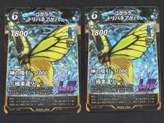 ゴクラクトリバネアゲハ「1ペア」 ゴクラクトリバネアゲハ「1ペア」 （◇ゴクラクトリバネアゲハ