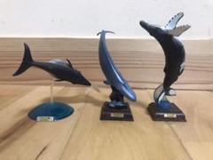 クジラ フィギュア ザトウクジラ、シロナガスクジラ、ナガスクジラ(摂餌)、
