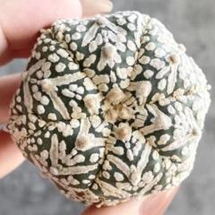 タ*ケ様 A1821☆オークション販売☆ スーパー兜 Vタイプ - メルカリ