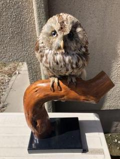 フクロウ剥製