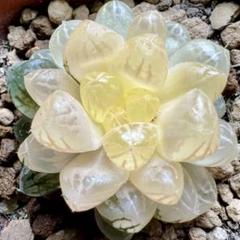 多肉植物 ハオルチア 白玉姫オブツーサ錦 超美品 糊斑 - メルカリ