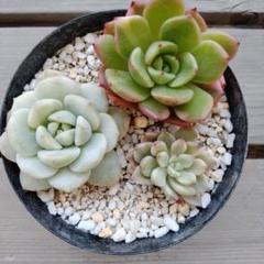 フラメンコ錦｜園芸日記byセバスチャン♡｜みんなの趣味の園芸