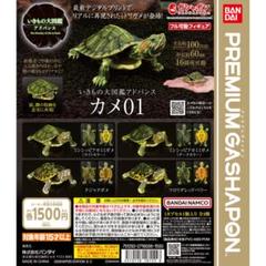 生き物大図鑑かめ　まとめ売り いきもの大図鑑 かめ06｜ガシャポンオフィシャルサイト