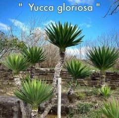 ヤバ超✖︎100 優秀選抜株 ユッカ キミガヨラン グロリオサ ユッカ・グロリオサ（Yucca gloriosa）/ アツバキミガヨラン（厚