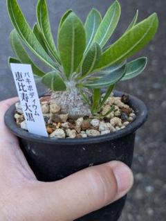自家採種した超新鮮な パキポディウム 恵比寿大黒 の種子100粒 自家採種した超新鮮な パキポディウム 恵比寿大黒 の種子20粒