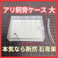 大型標本箱　3箱 バードウィング製 ドイツ型標本箱 大型・厚型BW80 【茶