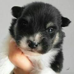 補足説明!新品猫犬用おもちゃ小型犬中型犬大型犬子犬歯固めかじり木梨の木けやきの木
