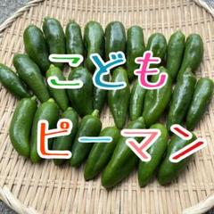 徳島県産　こどもピーマン　箱込み700g 送料無料のサムネイル
