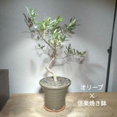 ☆OLIVE☆　オリーブ　シプレッシーノ　幹太仕立て　5号　信楽焼き鉢植え込み ☆OLIVE☆ オリーブ シプレッシーノ 幹太仕立て 5号 信楽焼き
