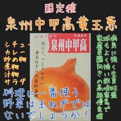 泉州中甲高黄玉葱 固定種 在来種 野菜の種 家庭菜園 種 種子