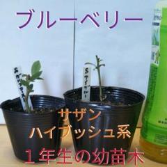 ㊵ブルーベリーの苗木【サザン系お得♥品種セット】