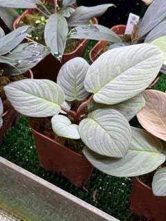 Homalomena ホマロメナ 月輪 KZT ホマロメナ 原種Homalomenaの交配記録143成功！ – 熱帯植物.com