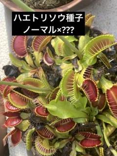 2025年最新】食虫植物の人気アイテム - メルカリ