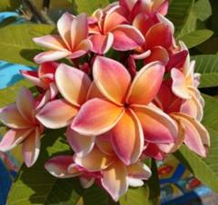 【ミルキー】プルメリア　苗木　花芽3点セット 楽天市場】プルメリア（苗物｜ガーデニング・農業）：花