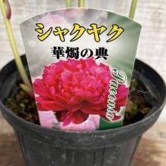 GW特価！華燭の典 芍薬 シャクヤク 苗 苗木 球根 7号鉢 - メルカリ