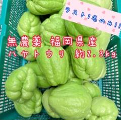 無農薬　ハヤトウリ　10キロ　30個程度 ハヤトウリ＜無農薬・無化学肥料の自然農法＞ - 矢戸田自然塾