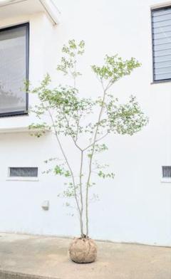 正真正銘。山採り天然ドウダンツツジ。 2025年最新】山採り ドウダンツツジの人気アイテム - メルカリ