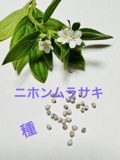 紫 むらさき MURASAKI ムラサキ 草木染 紫根 （10株 メルカリ便