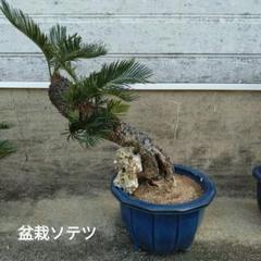 蘇鉄盆栽　ソテツ　山採り　寄せ植え お値下げ不可 蘇鉄盆栽ソテツ山採り寄せ植え お値下げ不可