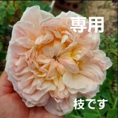 バラ花苗　廃盤品種　ER　シンベリン　蕾あり　特大　接木苗　希少　レア バラ花苗 廃盤品種 ER シンベリン 蕾たくさん 特大 接木苗 希少