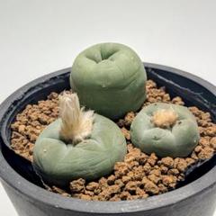 アズテキウム様------ロホホラ 多毛翠冠玉種子 実生 アズテキウム様------ロホホラ 多毛翠冠玉種子 実生