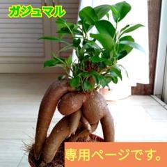 ガジュマル　多幸の木　抜き苗 専用ページ☆ガジュマル2株セット☆多幸の木☆抜き苗22cm