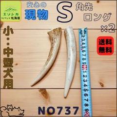 鹿の角 24時間以内発送 楽天市場】送料無料 鹿の角 ペア 小サイズ （約60センチ以下の
