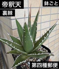 アガベ　帝釈天　パープソラム　大きめ アガベ パープソラム 帝釈天 Agave purpusorum 2 | My-Favthings