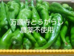 産地直送『万願寺とうがらし』お試しセット