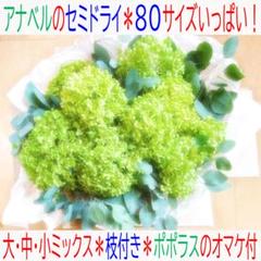 新物❣️アナベル⭕️切りたて⭕️80サイズ箱⭕️枝付き⭕️ポポラスのオマケ付のサムネイル