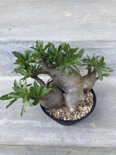 正規品 2025年最新】マカイエンセ現地球の人気アイテム - メルカリ 塊根植物・コーデックス