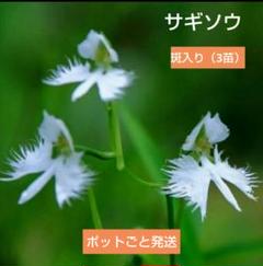 サギソウ 鷺草 斑入り販売通販