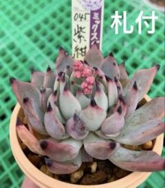 紫紺の矢　龍鱗蓮華　札付き　ミックスベリア　多肉植物 紫紺の矢 龍鱗蓮華 札付き ミックスベリア 多肉植物 今日20時から