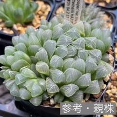 ハオルチア クーペリー錦 ⭐️小丸紫 糊斑⭐️美苗、美品　発根済みです。めっちゃ桃色 ハオルチア クーペリー錦 ⭐️小丸紫 糊斑⭐️美苗、美品 発根