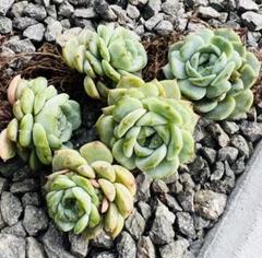 ☆*☆様 U757×105苗 ビロード 土付き エケベリア 多肉植物 韓国苗 2025年最新】ビロード 多肉の人気アイテム - メルカリ