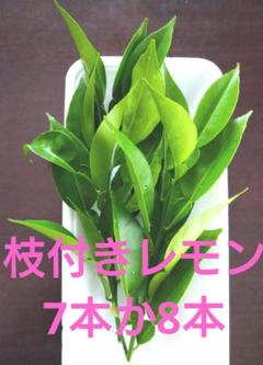 レモン苗木　【マイヤー】　農薬不使用　アゲハ蝶餌　ポットごとメルカリ便発送 レモン苗木 【マイヤー】 農薬不使用 アゲハ蝶餌 ポットごと