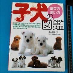 【USED】yukiemon こいぬ図鑑　3L 杢グレー 2025年最新】こいぬ図鑑の人気アイテム - メルカリ