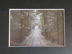 澁澤卿、【虎耳草】、希少な額装用画集より、新品額装付、状態良好 辰巳寛、【舞妓】、希少な額装用画集より、新品額装付、状態良好