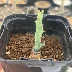 ユーフォルビア クラビゲラ 実生 コーデックス 塊根植物