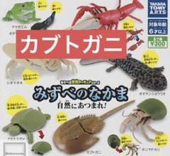 2025年最新】カブトガニ 標本の人気アイテム - メルカリ
