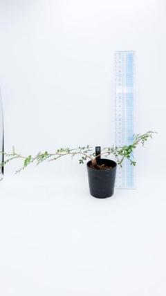 2025年最新】オペルクリカリア パキプス 発根管理中の人気