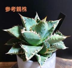 n*n様 アガベ チタノタ 超特選　スーパーブツブツ　金蟾王 精選子株 優良血統 99b87c2a98f1fe088c3c7960e79b29
