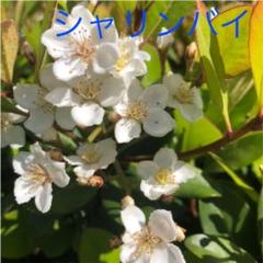 花の咲く盆栽 鉢植え 人気の中古 未使用品を探そう メルカリ