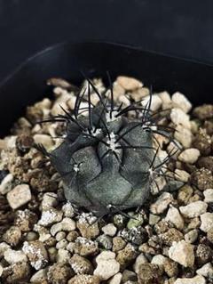 コピアポア カルデラナ 実生 大株 鉢植えメルカリ便発送( •ω- )☆ M524【自社養生株】コピアポア コルムナアルバ（発根株・鉢植え