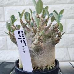 g76 アデニウム ドワーフ ムカデ足 塊根植物 コーデックス