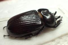 クルビコルニスヒナカブト Aegopsis Curvicornis | Shop at