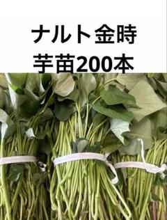 ナルト金時芋苗200本セール ナルト金時芋苗200本送料込み - メルカリ